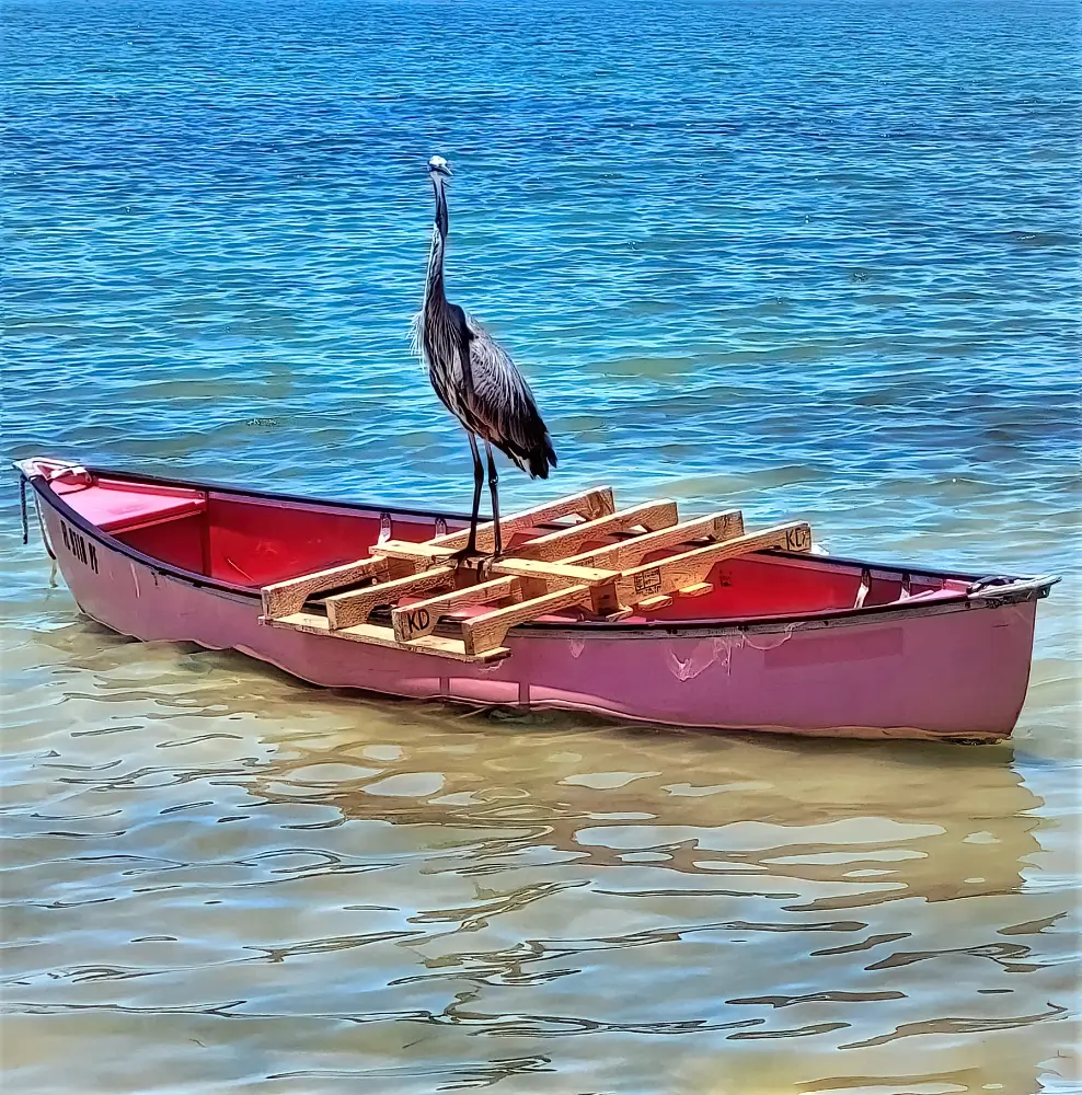 A bird is standing on the back of a boat in water.